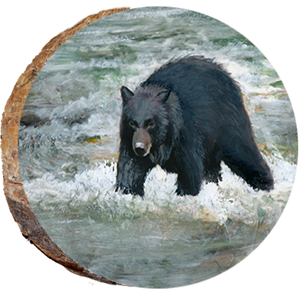 Black Bear in Ketchikan