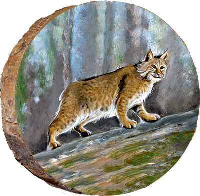 Bobcat