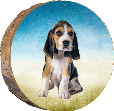 Beagle Puppy