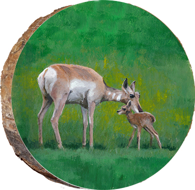 Antelope