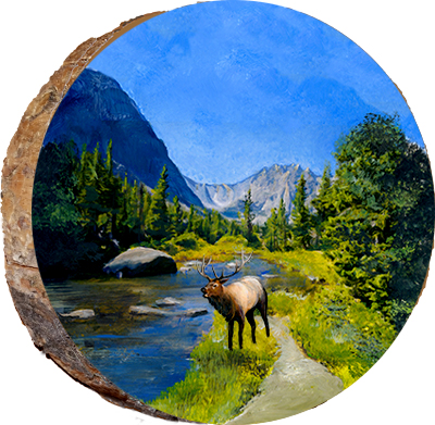 Bugling Elk in Estes Park