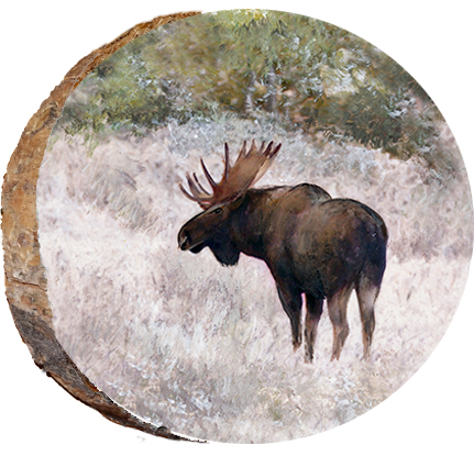 Moose in Snow