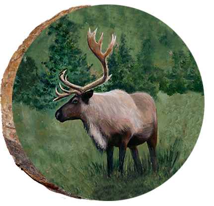 Alaskan Caribou