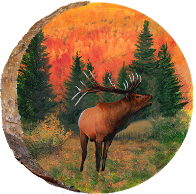 Bugling Elk in Fall Colors