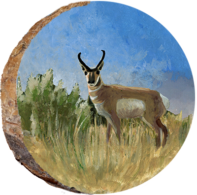 Antelope on Prairie