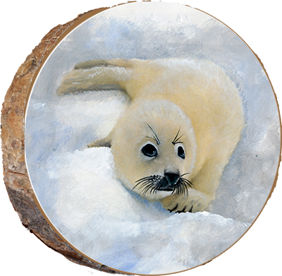Baby Seal