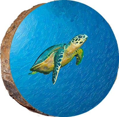 Sea Turtle