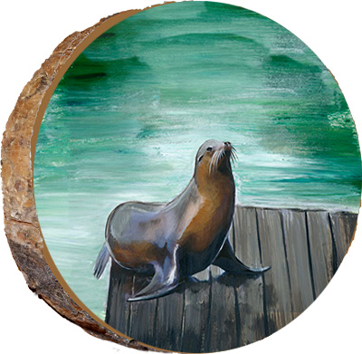 Curious Seal