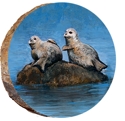 Harbor Seals