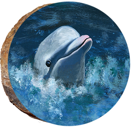 Dolphin Checking Out the View