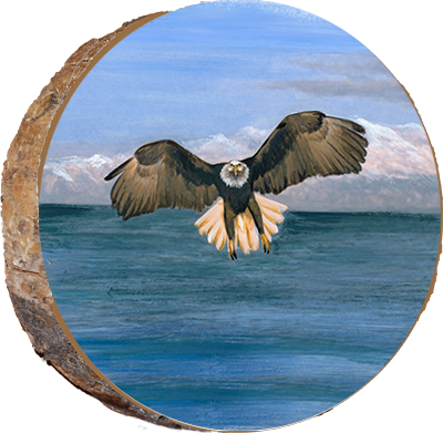 Alaskan Eagle
