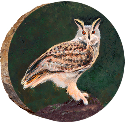 Owl Resting