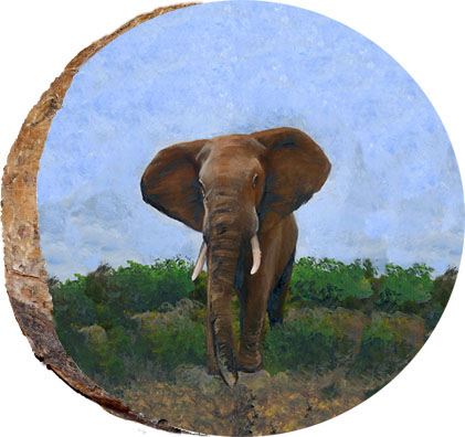 African Elephant