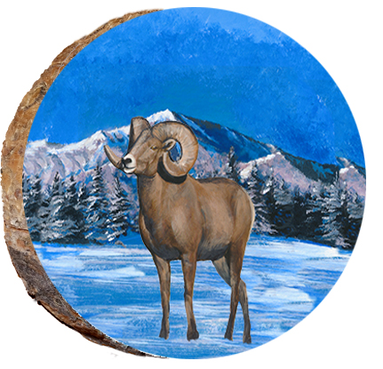 Big Horn Ram in Snowy Mountains