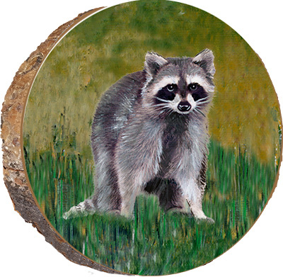 Raccoon in Grass