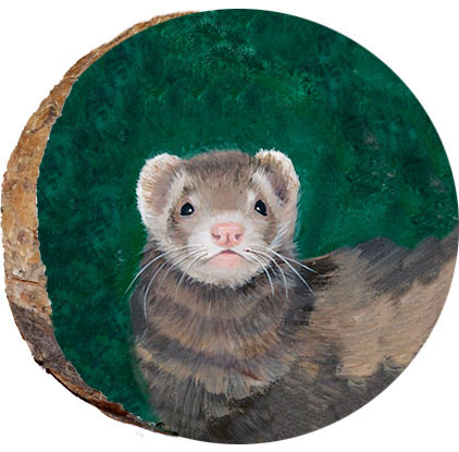 Ferret