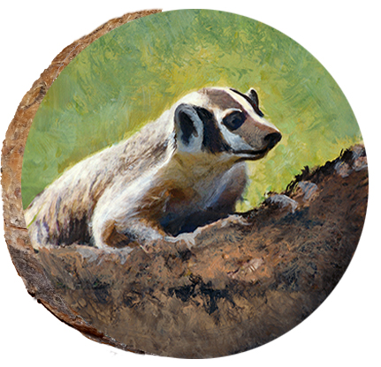 Badger