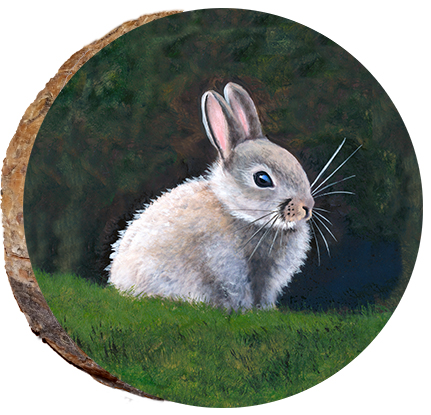 Baby Bunny Rabbit
