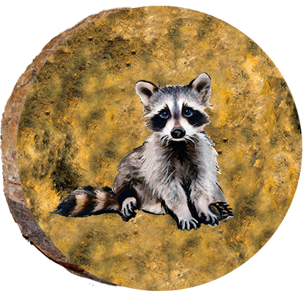 Baby Raccoon
