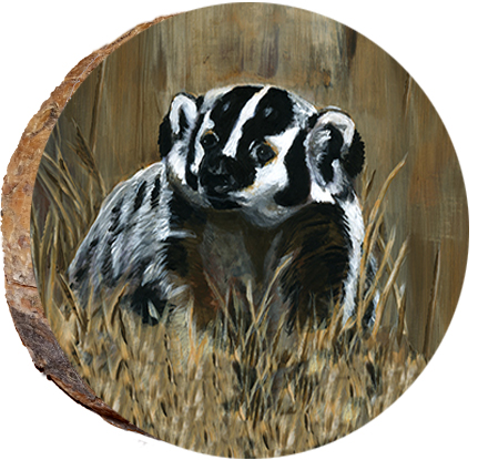 Badger in the Grass