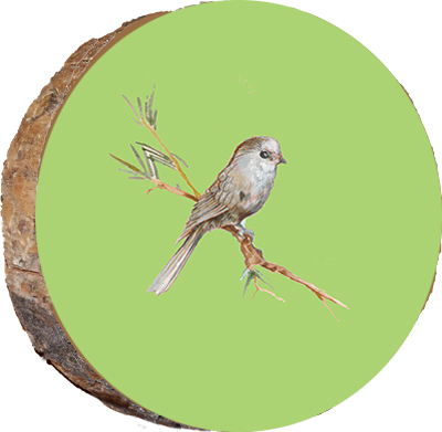 Bird Portrait