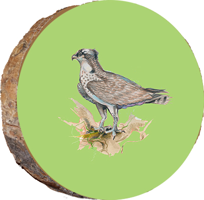 Bird of Prey - Osprey