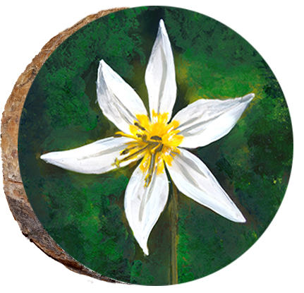 Avalanche Lily