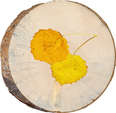 Aspen Leaves